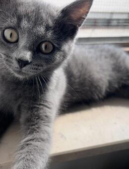 Zwei süße Katzenmädchen suchen ein Zuhause 💕  ( Russisch Blau + Britisch Kurzhaar ) - Villingen-Schwenningen