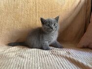 BKH Babykatzen - Homburg