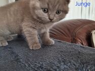 BKH Reinrassige Kitten. - Lippstadt