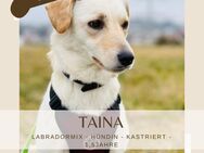 Taina-eine liebevolle Labradormix Hündin - Lippetal