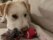 ❤️🐶 Schmusebacke Welpe Keno🐶❤️ - Eislingen (Fils)
