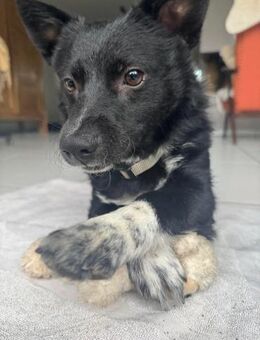 Winnie Pooth ist ein liebes Hundekind 🐾 - Elsdorf (Nordrhein-Westfalen)