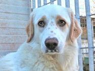 ARTURO - ein toller Hund - Regensburg