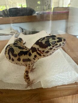 Leopardgecko Männchen 3 J. alt - Senden (Nordrhein-Westfalen)