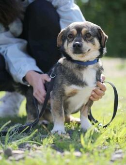 Mogyi wünscht sich ein Zuhause - Nordwalde