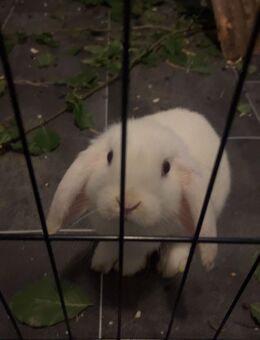 Kaninchen Dame Zwergwidder geimpft - Schüttorf