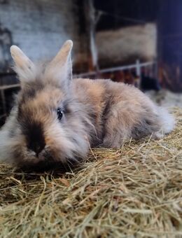 Kaninchen Zwergkaninchen Weibchen - Högsdorf