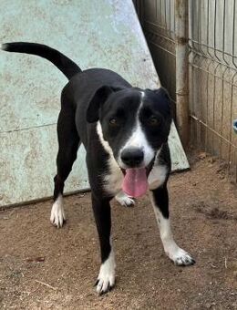 ❣️Zarte Ella sucht ein Herzenszuhause❣️ - Eislingen (Fils)