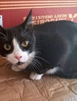 BONNY Tuxedo-Katze in Not - Sehnde