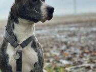 Old English Bulldog (Amstaff) Mix - Oederquart