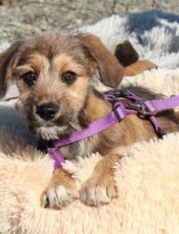 Coco - sucht liebevolle Familie.... - Hagen (Stadt der FernUniversität)