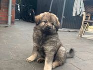 Eurasier Welpen suchen Ihr neues Zuhause