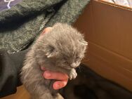 4 Graue Baby Katzen für jeweils 200€ zu Verkaufen - Büdelsdorf