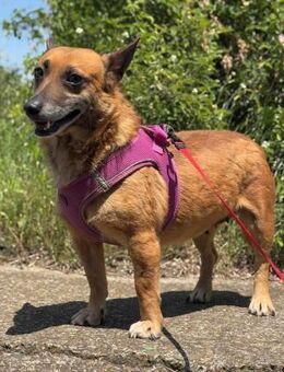 Mira sucht ein nettes Zuhause - Blankenheim (Nordrhein-Westfalen)