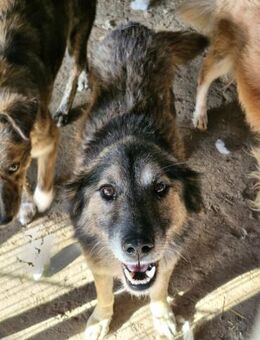 Mortimer, älter und liebenswert - Bochum