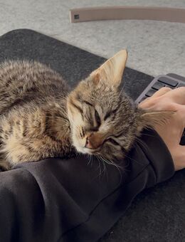 Katze / Kätzchen abzugeben - Hohenpeißenberg