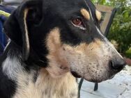 Kyro - wartet schon 4 Jahre - Dreikirchen