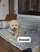 Donald trauert im Tierheim in 14165