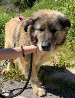 Pepa verdient ganz viel Liebe.... - Laatzen