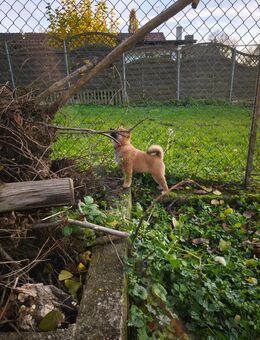 Shiba inu Welpen zu verkaufen - Langenbrettach