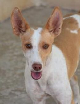 Edurne mit Tochter im Tierheim Mr - Ludwigshafen (Rhein)