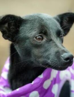 Snjeka ❤️7,5 Kilo schwarzes Gold - Kissing