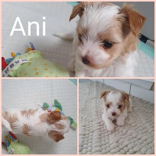 Yorkshire terrier welpen Biewer und Golddust