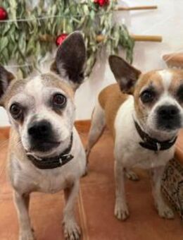 Manuel & Lole suchen gemeinsames Zuhause - Dortmund