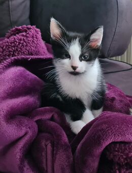 4 Kitten abzugeben - Hamm