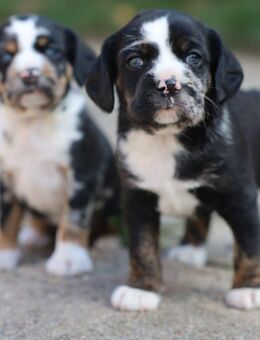 Cocker Spaniel Mix Welpen - Uelzen