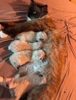Reinrassige Ragdoll Kitten - Könnern
