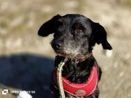BLACKY💙 sucht sein Für-immer-Zuhause - Fahrenzhausen