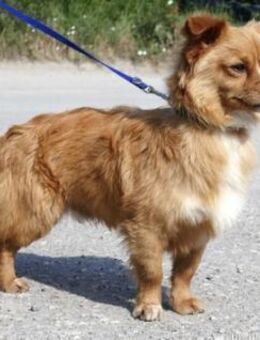 Pippinus ist süß, neugierig und putzig!! - Karben