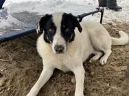 Hundemädchen Linda sucht ein Zuhause - München