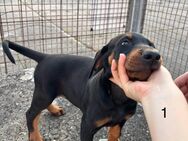 Süße Dobermann Welpen suchen ein Zuhause - Calbe (Saale)