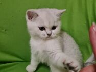 Reinrassige bkh silver shaded/point Kitten suchen ihr liebevolles Zuhause - Grevenbroich