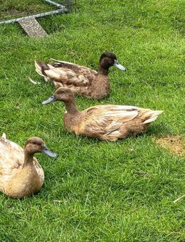 Campbell Enten - Blomberg (Niedersachsen)