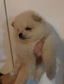 Reinrassige Zwergspitz Rüde Welpe Weiß in 32758