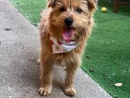 💞Tilda💞4 Monate Yorkshire Terrier Mix - Kassel