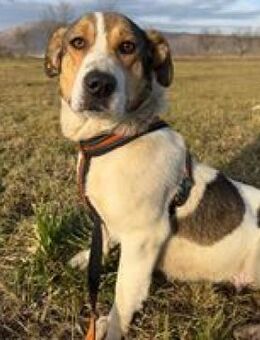 Tammy liebenswerte Hündin - Hüllhorst