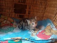 Norwegische Waldkatzen Kitten abzugeben! - Frauenstein Zentrum