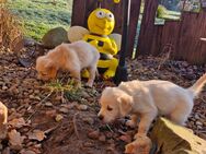 Zwei Golden retriever Jungs suchen noch ab Ende Januar - Porta Westfalica