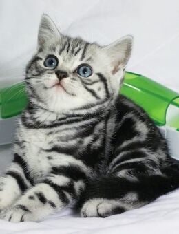 BKH Kitten Kätzchen Reinrassige - Wuppertal