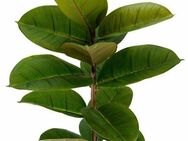 Künstliche Zimmerpflanze Gummibaum, I.GE.A., Höhe 84 cm