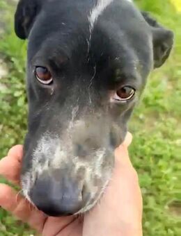 Buddy - lieb, verträglich, mag Katzen - Gießen