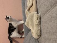EKH Katzen - Leinefelde-Worbis Leinefelde