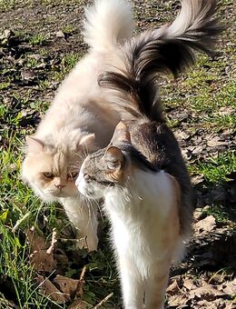 Zwei liebevolle Katzen – Pärchen abzugeben - Ockholm