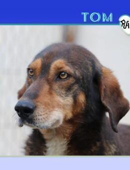 💚 TOM 💚 - LASS MICH DAS LEBEN SPÜREN! - Alfeld (Leine)