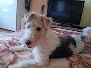 Reinrassige einjährige Foxterrier in liebevolle zuhause abzugeben - Albisheim (Pfrimm)