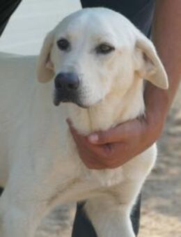 Onorio hofft auf seine Chance - Neuss